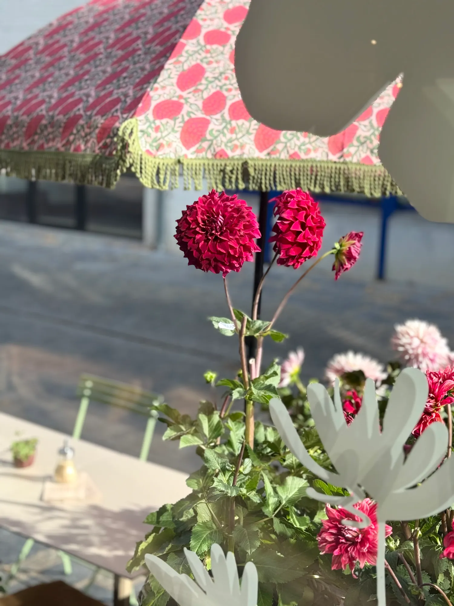 Dahlia op het terras